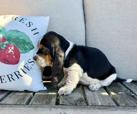 Casandra, a female Basset Hound for sale in Kimball, MN – 5 of 8