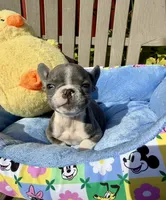 Ernie (MN), a male French Bulldog for sale in Kimball, MN – 4 of 10