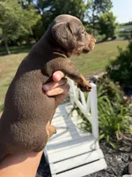 Freya (MN), a female Miniature Dachshund for sale in Kimball, MN – 4 of 8