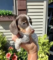Coco (MN), a female Miniature Dachshund for sale in Kimball, MN – 5 of 7