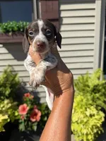 Coco (MN), a female Miniature Dachshund for sale in Kimball, MN – 3 of 7