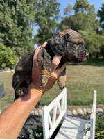 Darby (MN), a female Miniature Dachshund for sale in Kimball, MN – 6 of 8