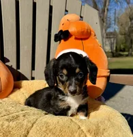 Wendy (MN), a female Pembroke Welsh Corgi and Miniature Dachshund for sale in Kimball, MN – 3 of 9
