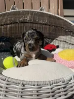 Sterling (MN), a female Miniature Dachshund for sale in Kimball, MN – 8 of 10