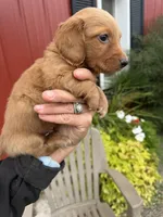 Reed  (MN), a male Miniature Dachshund for sale in Kimball, MN – 6 of 8