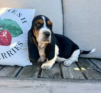 Casandra, a female Basset Hound for sale in Kimball, MN – 2 of 8