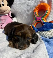 Darby (MN), a female Miniature Dachshund for sale in Kimball, MN – 5 of 8