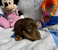 Freya (MN), a female Miniature Dachshund for sale in Kimball, MN – 8 of 8