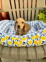 Angela(MN), a female Miniature Dachshund for sale in Kimball, MN – 3 of 4