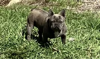 Mandy (MN), a female French Bulldog for sale in Kimball, MN – 5 of 5