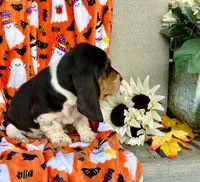 Rose (MN), a female Basset Hound for sale in Kimball, MN – 3 of 5