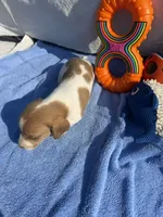Sunny (MN), a male Miniature Dachshund for sale in Kimball, MN – 5 of 5