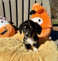 Wendy (MN), a female Pembroke Welsh Corgi and Miniature Dachshund for sale in Kimball, MN – 7 of 9