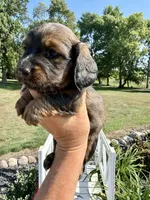 Darby (MN), a female Miniature Dachshund for sale in Kimball, MN – 1 of 8