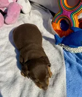 Freya (MN), a female Miniature Dachshund for sale in Kimball, MN – 6 of 8