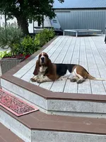 Ralph (MN), a male Basset Hound for sale in Kimball, MN – 6 of 6