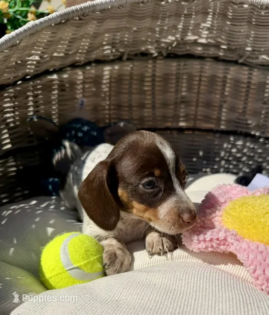 Coco (MN) – Miniature Dachshund puppy for sale in Kimball, MN