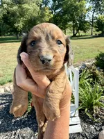 Buddy (MN), a male Miniature Dachshund for sale in Kimball, MN – 5 of 6