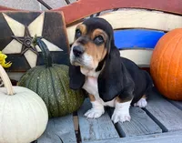 Ralph (MN), a male Basset Hound for sale in Kimball, MN – 2 of 6