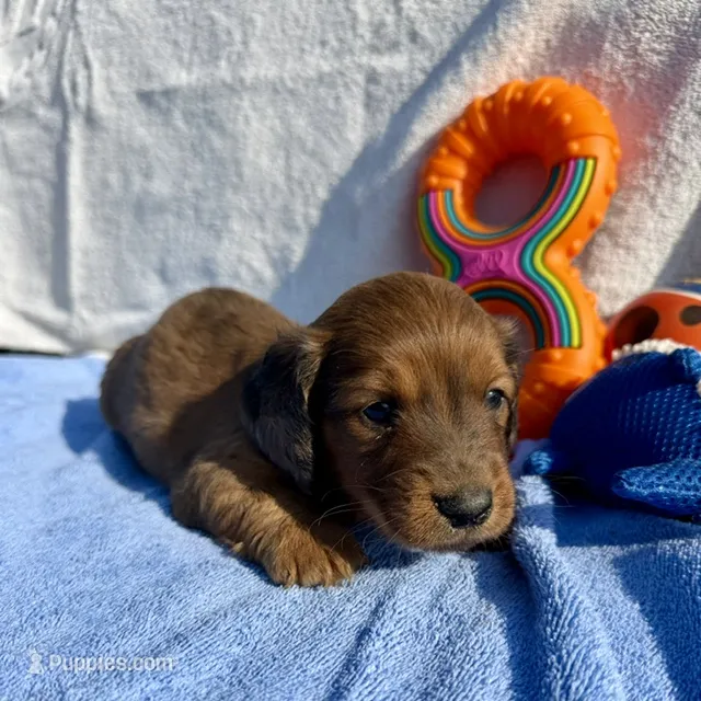 Buddy (MN) – Miniature Dachshund puppy for sale in Kimball, MN