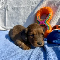 Buddy (MN), a male Miniature Dachshund for sale in Kimball, MN – 1 of 6