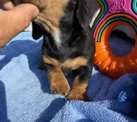 Bert (MN), a male Miniature Dachshund for sale in Kimball, MN – 4 of 4