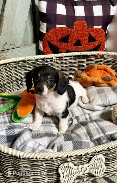 Wayne (Mn) – Pembroke Welsh Corgi, Miniature Dachshund puppy for sale in Kimball, MN