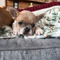 AKC Hudson (MN) , a male French Bulldog for sale in Kimball, MN – Photo 1 of 8