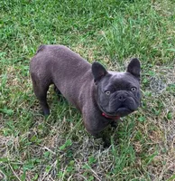 AKC Hudson (MN) , a male French Bulldog for sale in Kimball, MN – Photo 7 of 8