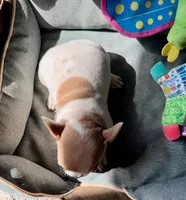 AKC Hudson (MN) , a male French Bulldog for sale in Kimball, MN – Photo 4 of 8