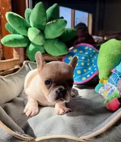 AKC Hudson (MN) , a male French Bulldog for sale in Kimball, MN – Photo 3 of 8