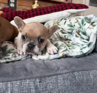 AKC Hudson (MN) , a male French Bulldog for sale in Kimball, MN – Photo 5 of 8