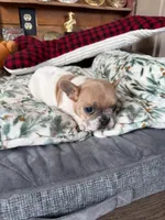 AKC Hudson (MN) , a male French Bulldog for sale in Kimball, MN – Photo 2 of 8