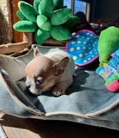 AKC Hudson (MN) , a male French Bulldog for sale in Kimball, MN – Photo 8 of 8