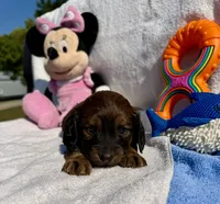 Darby (MN), a female Miniature Dachshund for sale in Kimball, MN – 3 of 8