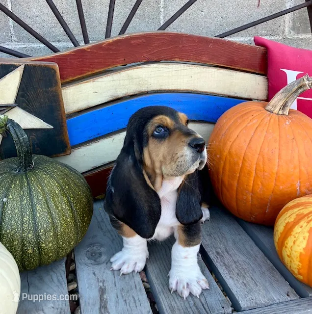 Ralph (MN) – Basset Hound puppy for sale in Kimball, MN