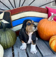Ralph (MN), a male Basset Hound for sale in Kimball, MN – 1 of 6