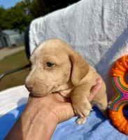 Stormy (MN), a male Miniature Dachshund for sale in Kimball, MN – 4 of 6
