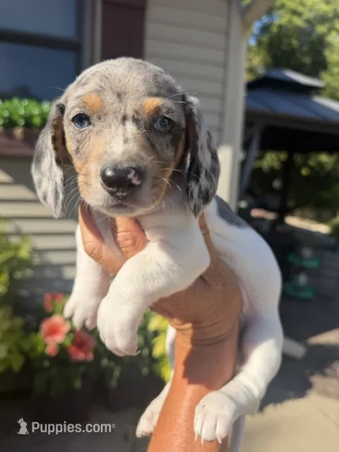Felix – Miniature Dachshund puppy for sale in Kimball, MN