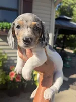 Felix, a male Miniature Dachshund for sale in Kimball, MN – 1 of 10
