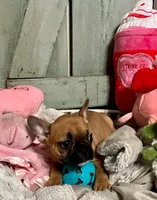 Mandy (MN), a female French Bulldog for sale in Kimball, MN – 3 of 5