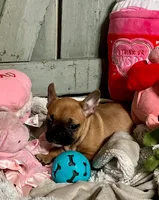 Mandy (MN), a female French Bulldog for sale in Kimball, MN – 2 of 5