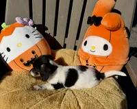 Wayne (Mn), a male Pembroke Welsh Corgi and Miniature Dachshund for sale in Kimball, MN – 6 of 9