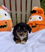 Willis (MN), a male Pembroke Welsh Corgi and Miniature Dachshund for sale in Kimball, MN – 3 of 8