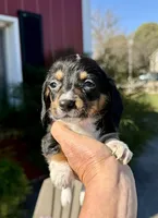 Wendy (MN), a female Pembroke Welsh Corgi and Miniature Dachshund for sale in Kimball, MN – 2 of 9
