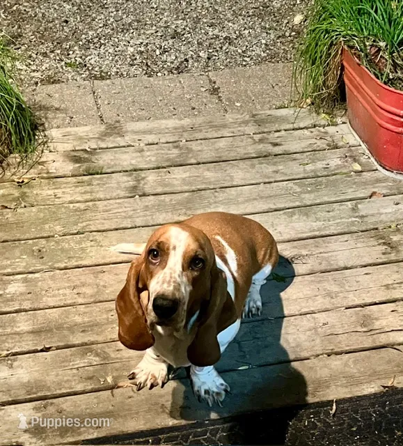 Gadget  (MN) – Basset Hound puppy for sale in Kimball, MN