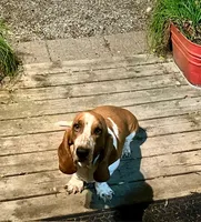 Gadget  (MN), a female Basset Hound for sale in Kimball, MN – 1 of 3