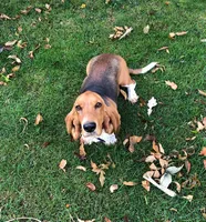Ralph (MN), a male Basset Hound for sale in Kimball, MN – 5 of 6