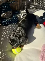 Stella (MN), a female Miniature Dachshund for sale in Kimball, MN – 7 of 7