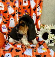 Rose (MN), a female Basset Hound for sale in Kimball, MN – 2 of 5
